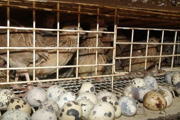 鵪鶉下蛋周期是多久，下蛋前有什么征兆