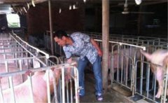 冬天如何防止豬尿窩，豬尿窩的解決方法