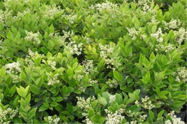 女貞的生態(tài)習(xí)性