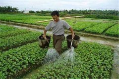 施用沖施肥的優(yōu)點(diǎn)，怎樣沖施肥料不浪費(fèi)？