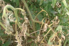 大棚番茄晚疫病癥狀！大棚番茄晚疫病防治要點(diǎn)