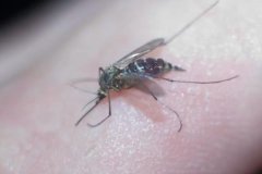 生活中常見(jiàn)的害蟲(chóng)有哪些，如何防治？