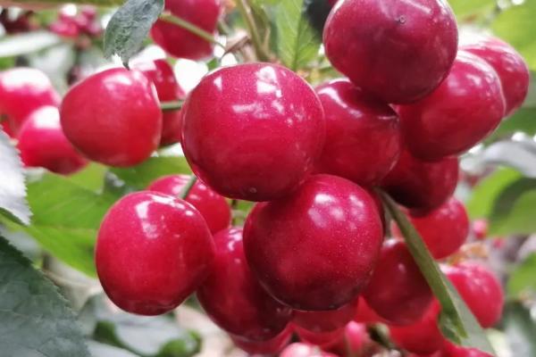 櫻桃授粉多長時(shí)間下雨沒事