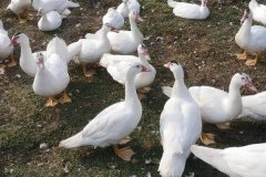 番鴨會(huì)游泳嗎？番鴨壽命有多長(zhǎng)？