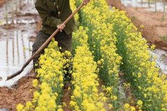 陰性植物有哪些，樹蔭下種什么植物好？