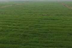 什么是基本農田，基本農田可以種植什么作物？