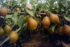 紅香酥梨的優(yōu)點與特點，紅香酥梨種植技術(shù)要點