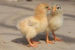 小雞一天吃多少飼料，小雞總叫是怎么回事