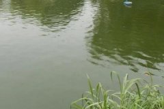 魚塘水變綠是怎么回事、怎么處理 對魚有影響嗎