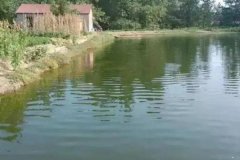 大口鯰魚養(yǎng)殖密度是多少 放養(yǎng)大口鯰魚應(yīng)做準(zhǔn)備