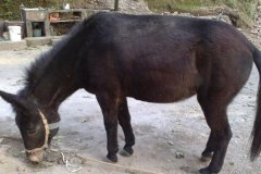 驢懷孕多長時(shí)間下崽，驢懷孕后有什么表現(xiàn)