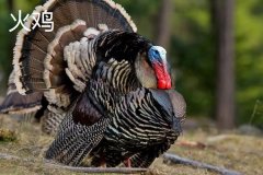 火雞的原產(chǎn)地是哪里，火雞的主要品種有哪些
