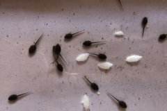 蝌蚪吃什么長(zhǎng)得快，蝌蚪多長(zhǎng)時(shí)間可以變成青蛙