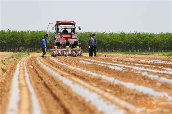 棉花栽培如何選地、作壟