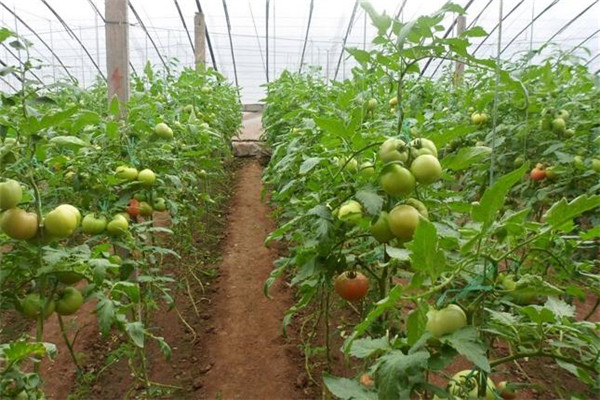 大棚西紅柿澆水方法，需注意哪些問(wèn)題