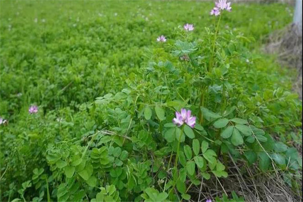 紫云英田間管理要抓好的五個重點(diǎn)