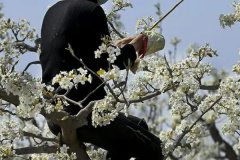 果樹增甜用什么肥料？果樹增產(chǎn)增甜處理方法