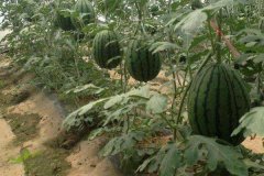 西瓜如何吊曼種植？西瓜吊蔓高產(chǎn)栽培技術(shù)