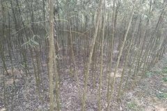 知了猴什么時(shí)候出土，知了猴在什么樹上多