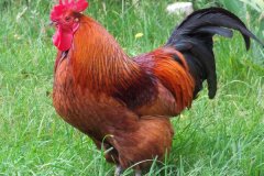 公雞打鳴的原因是什么，怎么制止公雞打鳴