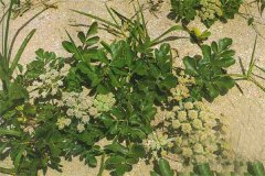 哪里產(chǎn)北沙參？我國北沙參的產(chǎn)地分布情況