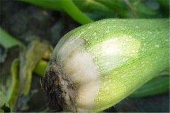 西葫蘆灰霉病是由什么引起的，有什么癥狀