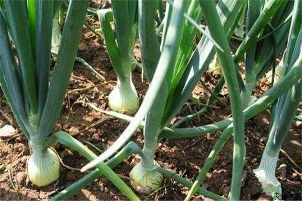 洋蔥的特性有哪些？洋蔥定植時(shí)間需要注意什么