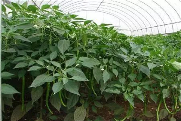 辣椒瘋長(zhǎng)、落花不坐果的解決辦法