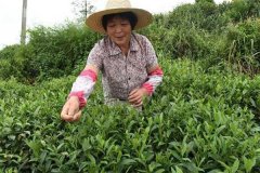 茶葉采摘方法 茶葉合理采摘的要求有哪些？