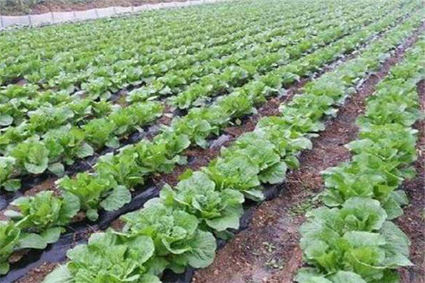 大白菜對光照和水分、土壤都有哪些要求