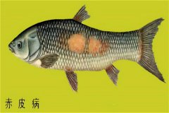 養(yǎng)殖魚類怎樣防治赤皮??？如何預(yù)防？