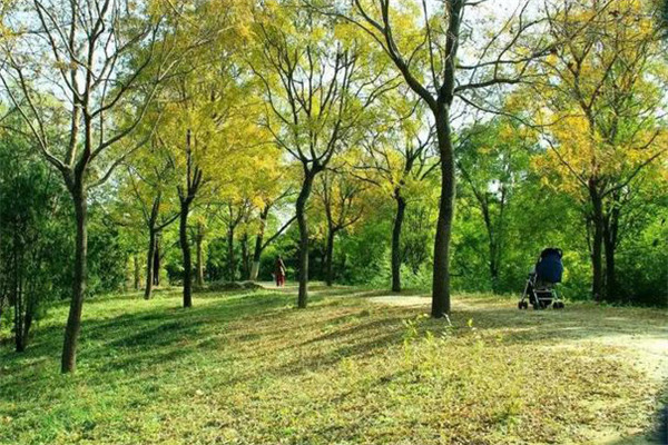 防護(hù)林的結(jié)構(gòu)、高度要求