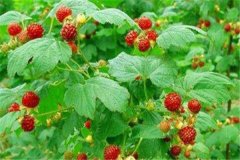 引種開(kāi)發(fā)樹(shù)莓應(yīng)注意哪些問(wèn)題？