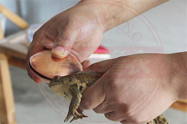 采集蟾酥的主要工具、采集方法與注意事項(xiàng)