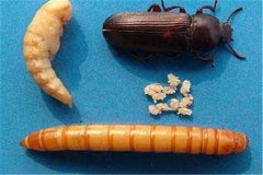 黃粉蟲卵、幼蟲、蛹和成蟲的形態(tài)特征介紹