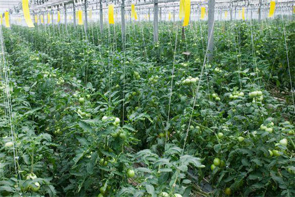 棚室保溫性差，棚膜透光率低