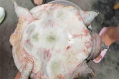 怎樣防治甲魚腐皮病，其癥狀表現(xiàn)如何？