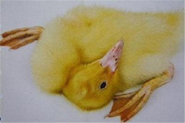 鴨敗血病的臨床癥狀、發(fā)病原因及防治措施