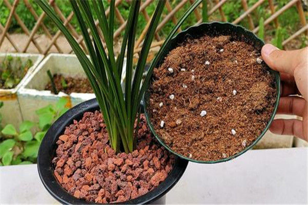 怎樣播種熱帶蘭花，熱帶蘭的種植方法