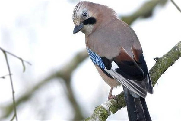 如何飼養(yǎng)灰椋鳥，怎樣繁殖灰椋鳥