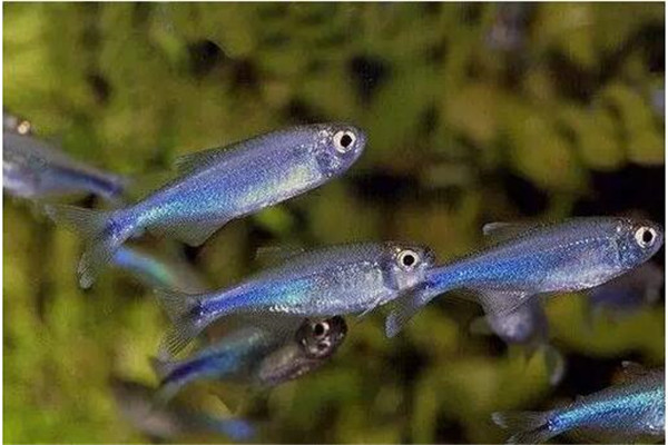 魚種小、體質(zhì)差