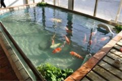 魚池養(yǎng)錦鯉要注意什么？