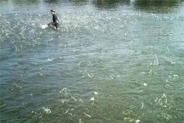 魚(yú)種浸洗消毒要注意哪些事項(xiàng)