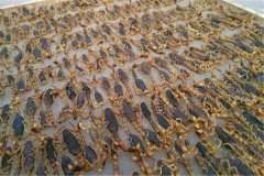 蝎子加工貯存方法，藥用全蝎的質(zhì)量標(biāo)準(zhǔn)簡介