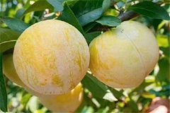 奈李產(chǎn)地是哪里，奈李什么時候成熟上市？