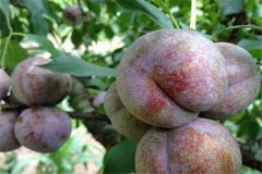 三華李產(chǎn)地是哪里，三華李怎樣栽培與管理