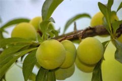 蜂糖李產(chǎn)地在哪里？適合在哪些地區(qū)種植？