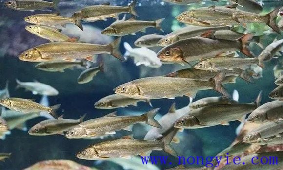 優(yōu)化放養(yǎng)模式，品種搭配結(jié)構(gòu)合理