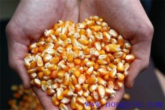 隔年的玉米種子還能發(fā)芽嗎？玉米畝用多少種子
