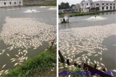 池塘魚中毒與泛塘有什么區(qū)別，如何辯別？